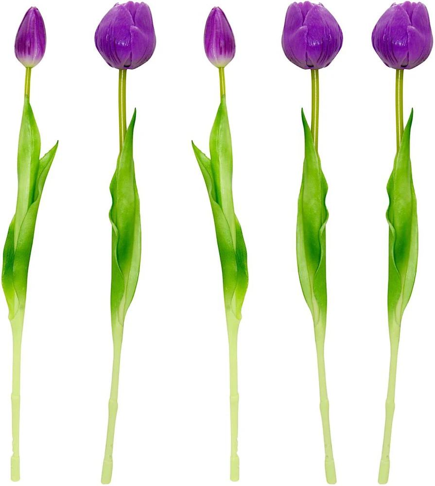 Saska Garden 50 cm violetiniai bijūniniai tulpės