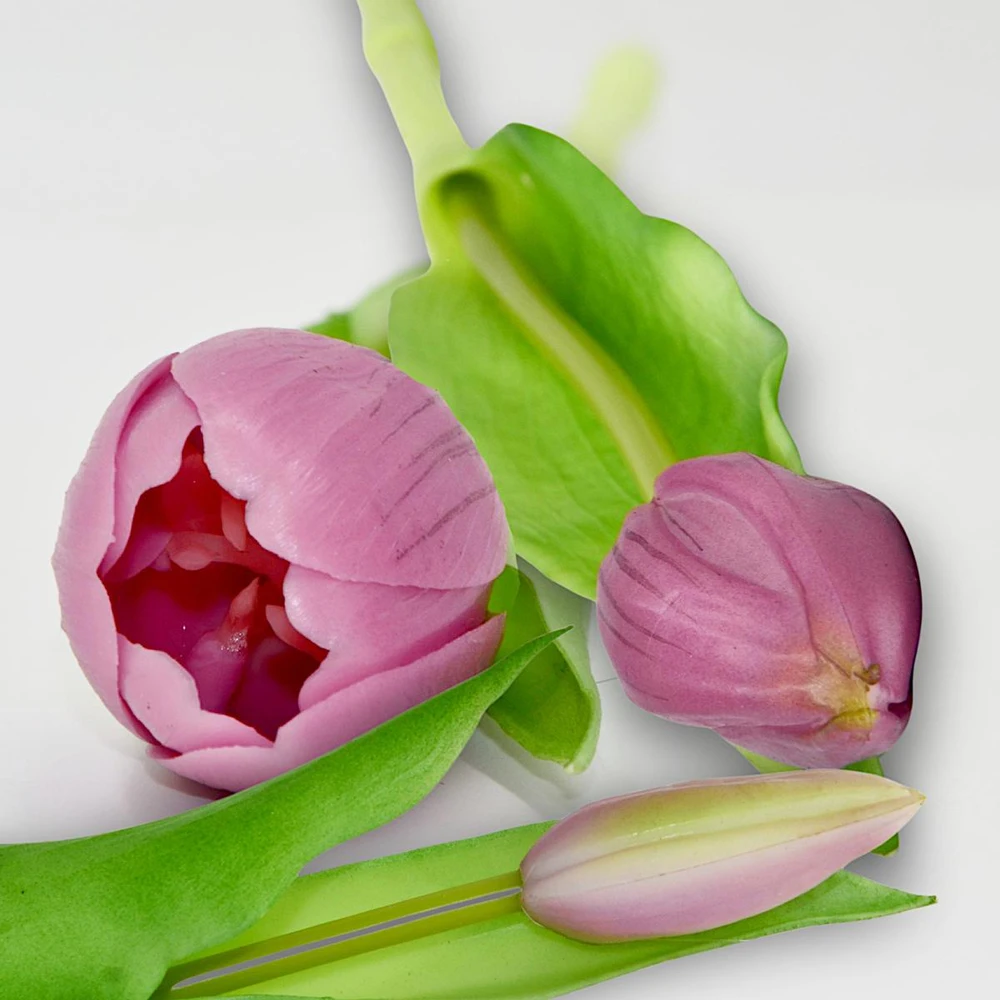 Saska Garden Bukiet 7 šviesiai violetinių tulpių