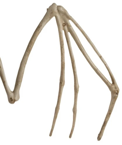 Šikšnosparnio skeletas - dekoracija 30 cm Malatec 22005