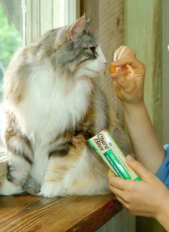 Churu Cat skanėstas Bites Chicken Tuna 30g