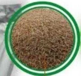 Vejų sėklos DLF Sun, 20 kg