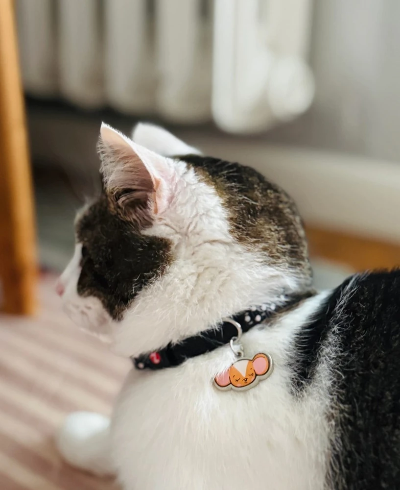 ZOLUX Chatouille juodas - cat collar