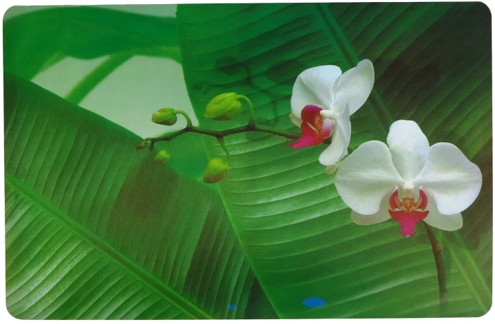 Asi Collection Table mat 43.5x28cm orchid