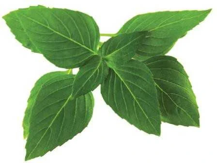 Click & Grow sėklos išmaniajam vazonui - Taivanietiškas bazilikas (SGR37X3) 3vnt.