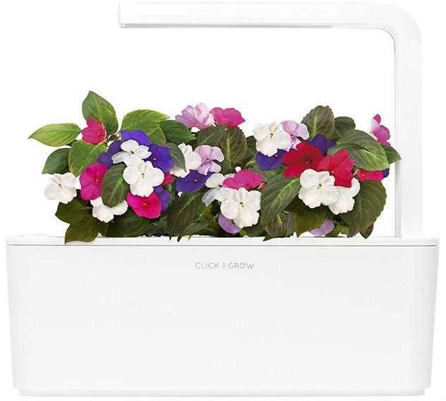 Click and Grow Smart Home 3 vnt. papildymas - sprigių sėklos (Busy Lizzie)