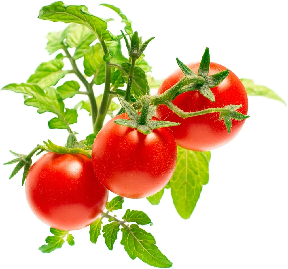 Click Grow „Click and Grow“ – išmaniojo sodo papildymo pakuotė, 3 vnt. – mini pomidorai (SGR5X3)