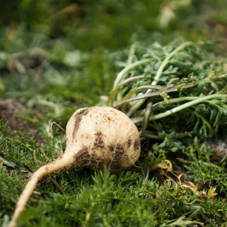 Ekologiški peruvinės pipirnės šaknies MACA milteliai EKO PLANET, 200 g aprašymas - Prekės nuotrauka