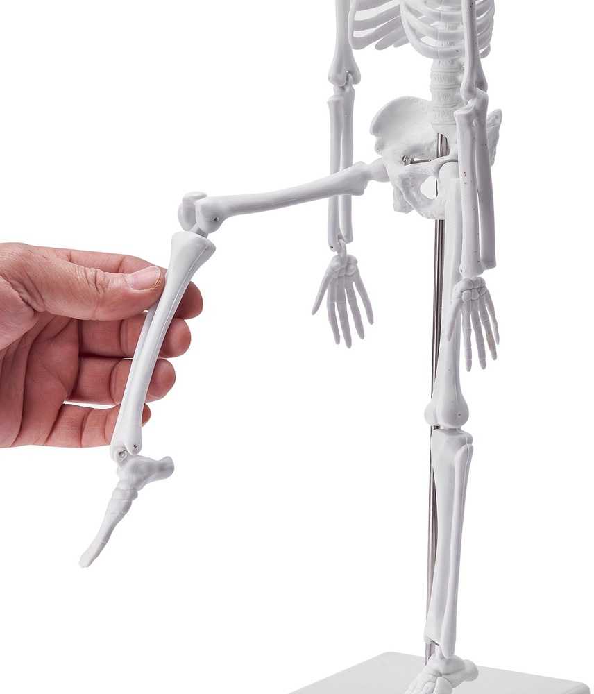 Žmogaus anatomijos modelių rinkinys: skeletas, torso, širdis, smegenys. 3D mokymo priemonės, edukacinis rinkinys, anatominiai modeliai.