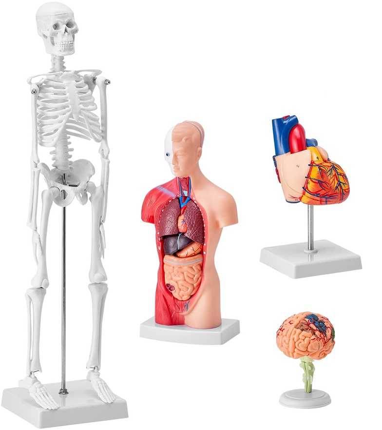 Žmogaus anatomijos modelių rinkinys: skeletas, torso, širdis, smegenys. 3D mokymo priemonės, edukacinis rinkinys, anatominiai modeliai.