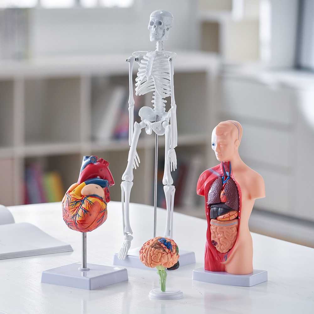 Žmogaus anatomijos modelių rinkinys: skeletas, torso, širdis, smegenys. 3D mokymo priemonės, edukacinis rinkinys, anatominiai modeliai.