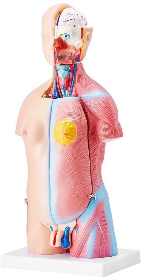Žmogaus torso modelis, 46 cm, 23 dalys