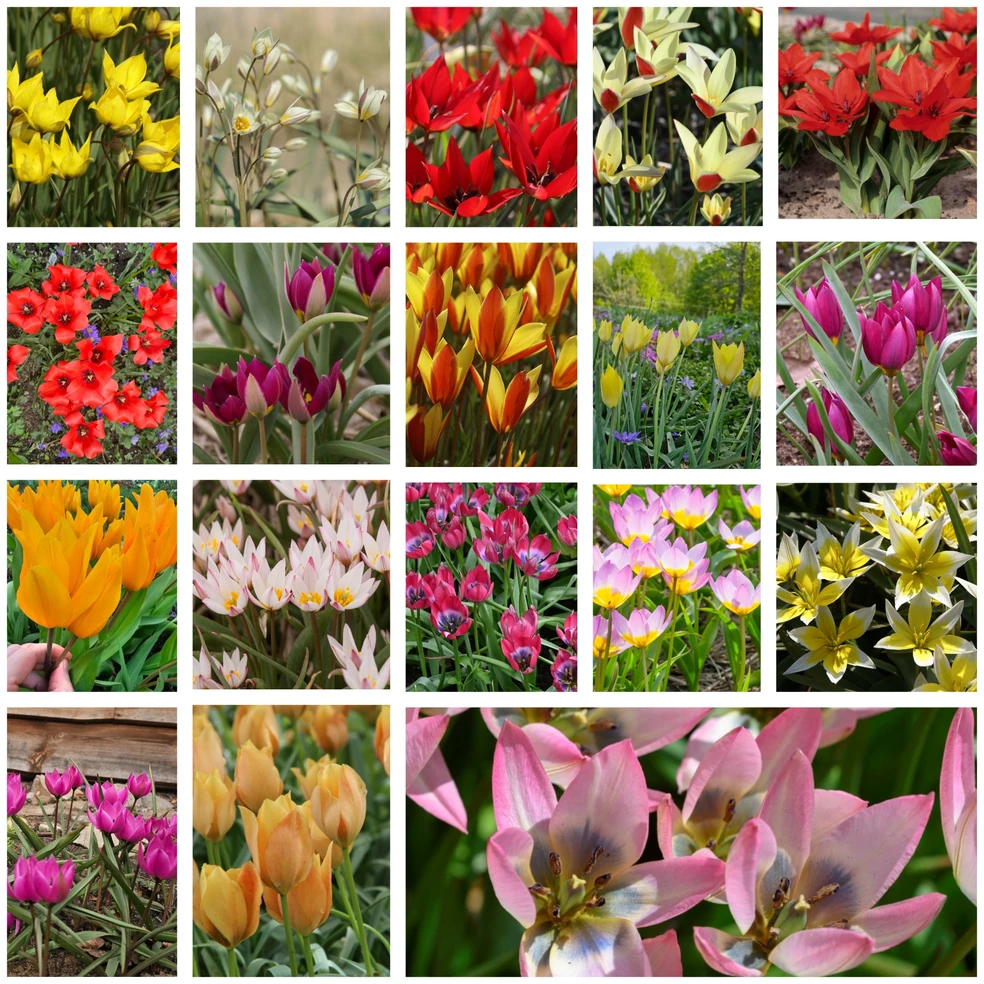 Botaninių tulpių derinys - 20 vnt.