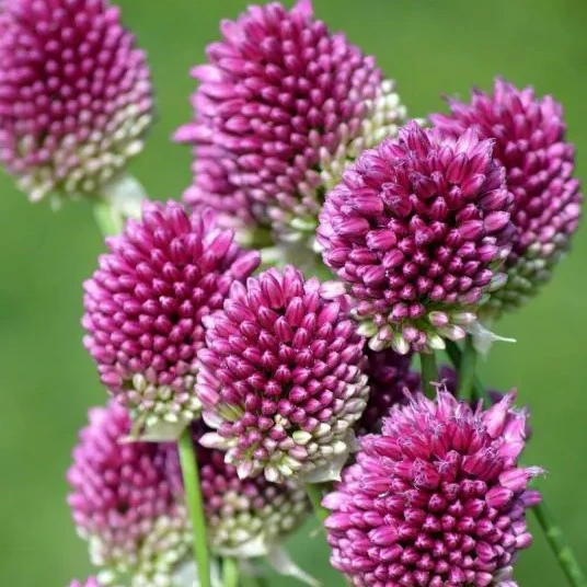 Česnakas "Kiaušininiai" Sphaerocephallon - 200 vnt.
