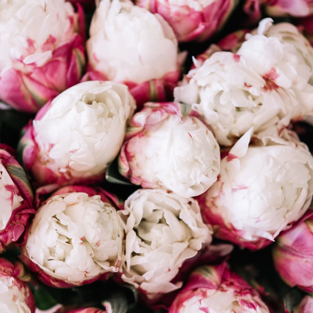 CREAM Tulpė pilnavidurė "Ice Kreminis" - 20 vnt.