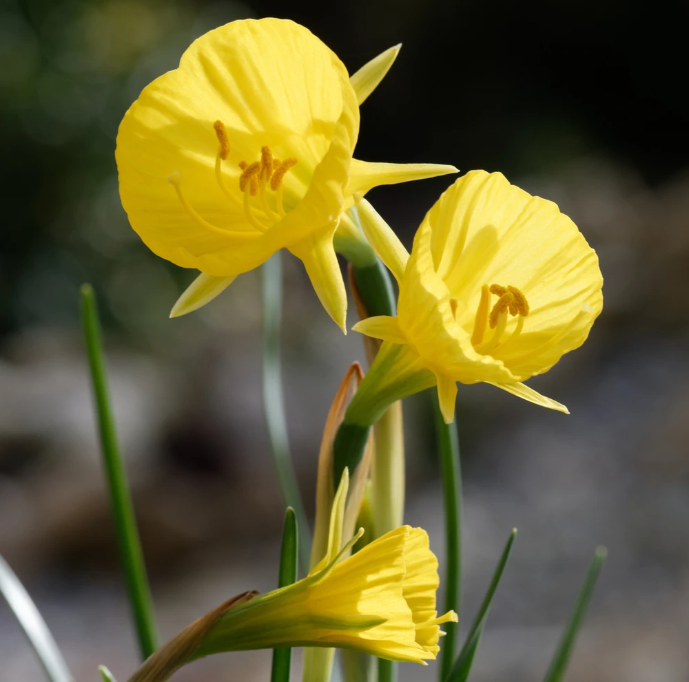 Narcizai "Golden Bells" - 5 vnt.