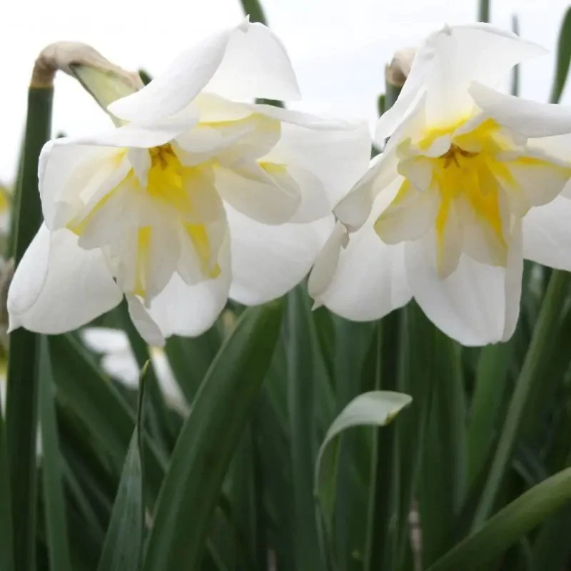 Narcizai "Lemon Beauty" - 20 vnt.