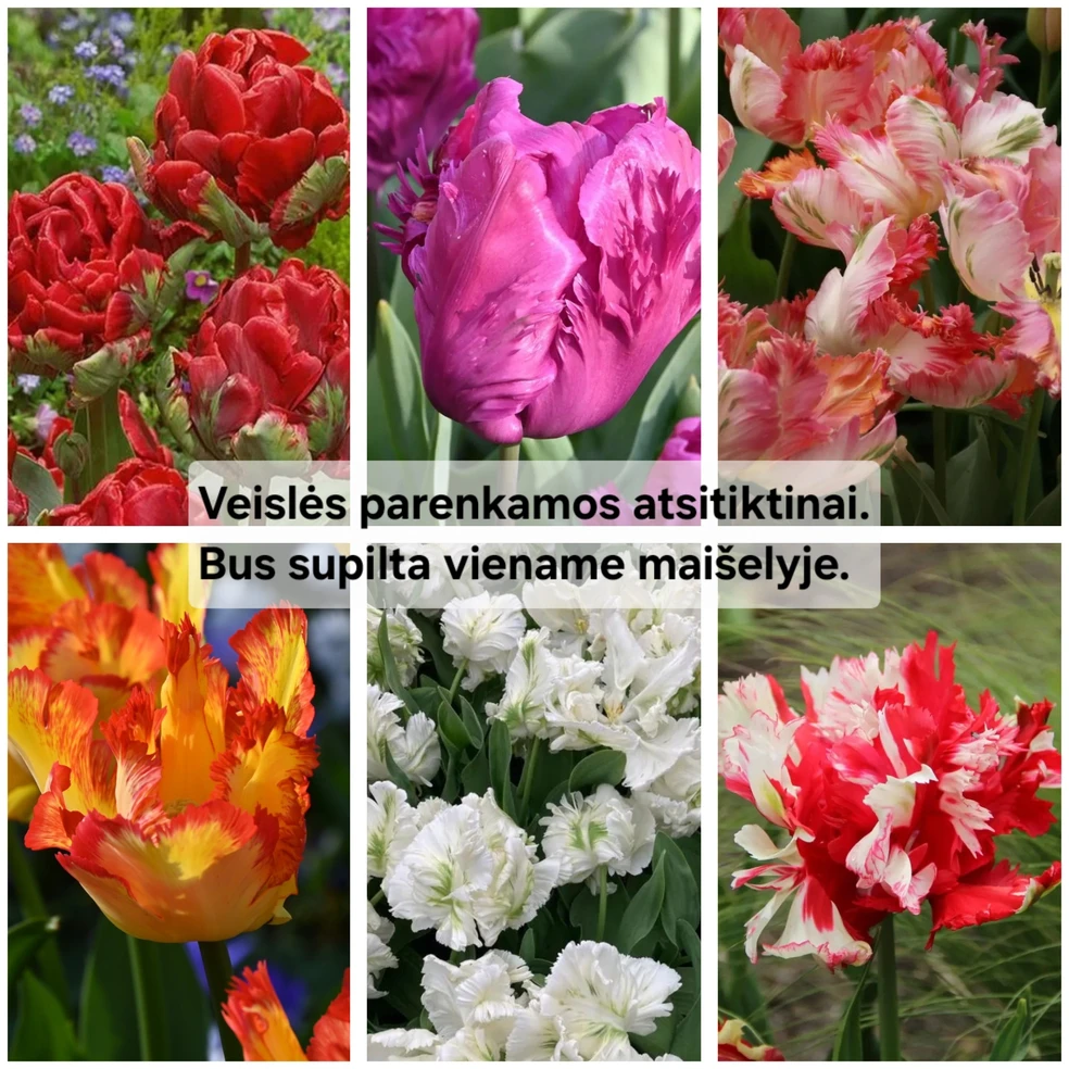 Papūginių tulpių derinys - 20 vnt.