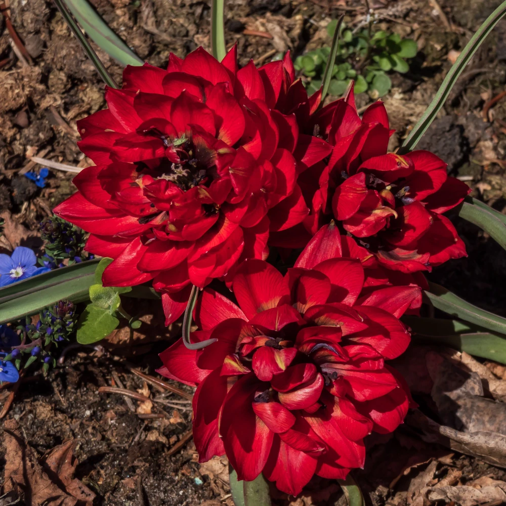 Pilnavidurė botaninė tulpė "Samantha" - 5 vnt.