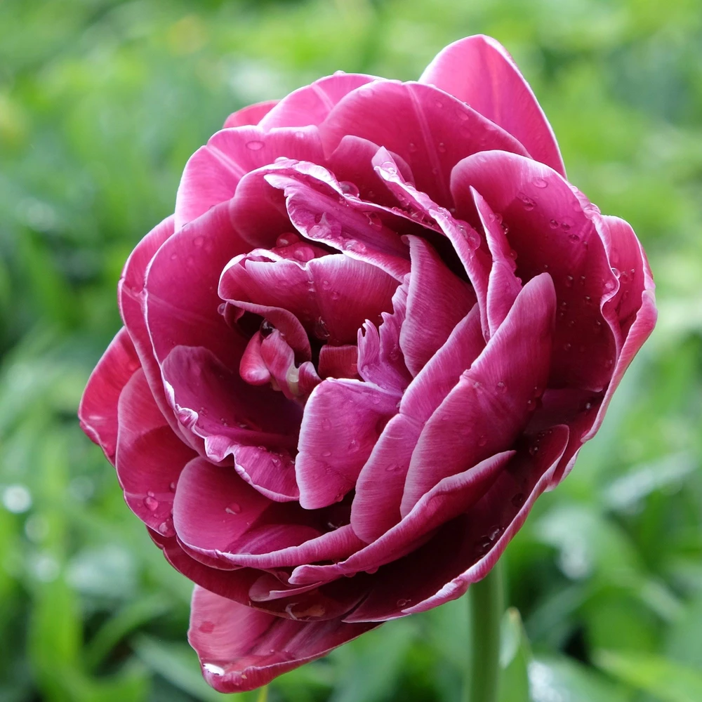 Tulpė "Dream Touch" - 50 vnt.