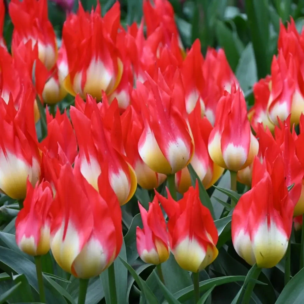 Tulpė "Flames Mystery" - 5 vnt.