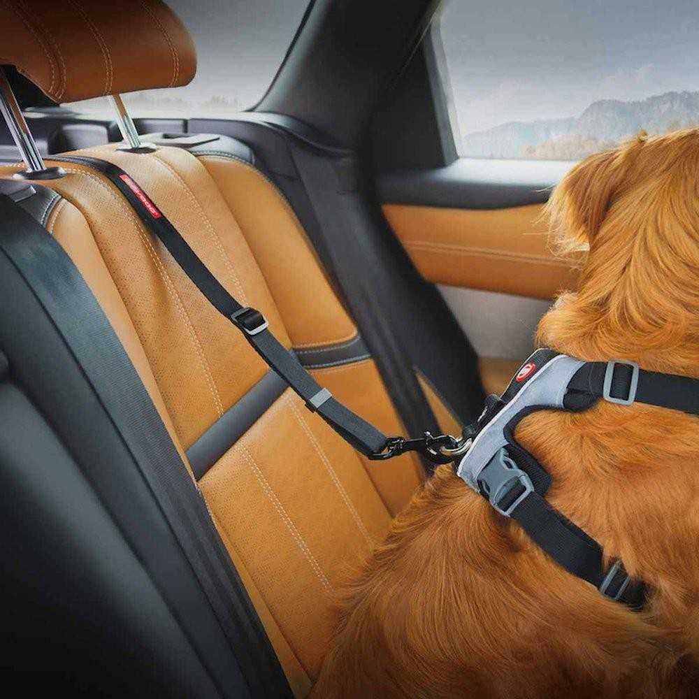 EzyDog