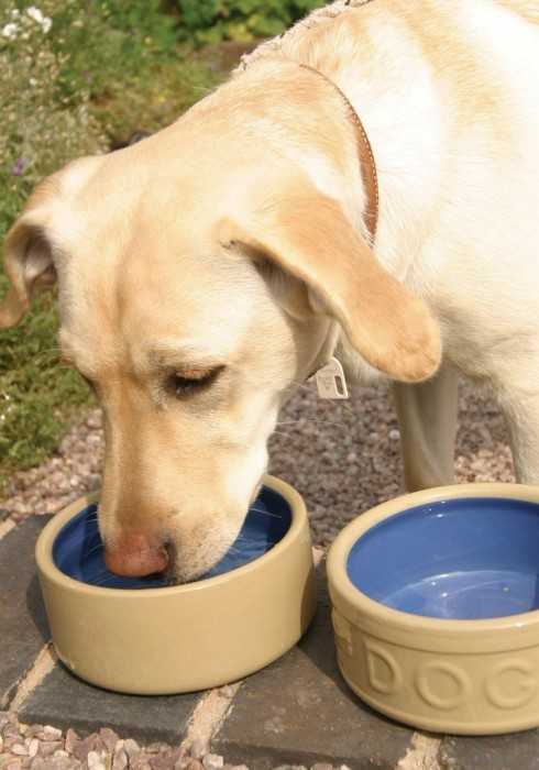 Miska šuniui CANE & Mėlynas LETTERED 13 cm / Mason Cash