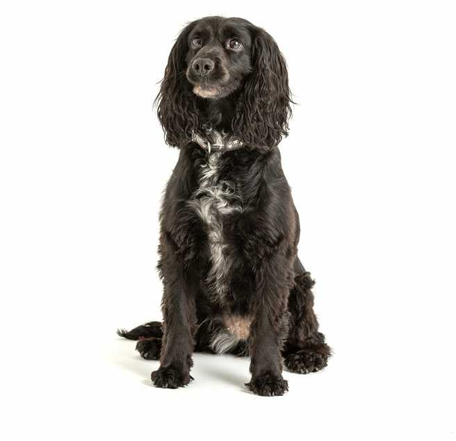 MASON CASH (RAYWARE GROUP) MC-Pet dubenėlis 15 cm reaktyvioji letenėlė