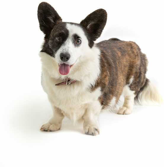 MASON CASH (RAYWARE GROUP) MC-Pet dubenėlis 15 cm reaktyvioji letenėlė