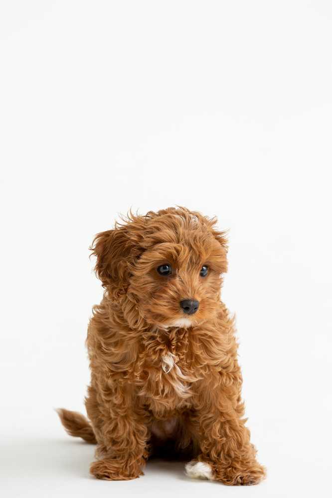 MASON CASH (RAYWARE GROUP) MC-Pet dubuo 18 cm reaktyvioji letenėlė