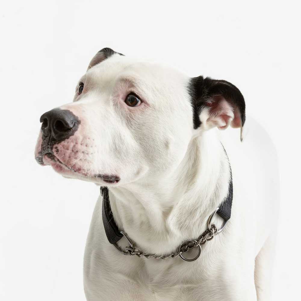 MASON CASH (RAYWARE GROUP) MC-Pet dubenėlis 15 cm reaktyvioji letenėlė