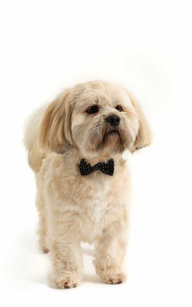 MASON CASH (RAYWARE GROUP) MC-Pet dubenėlis 15 cm reaktyvioji letenėlė