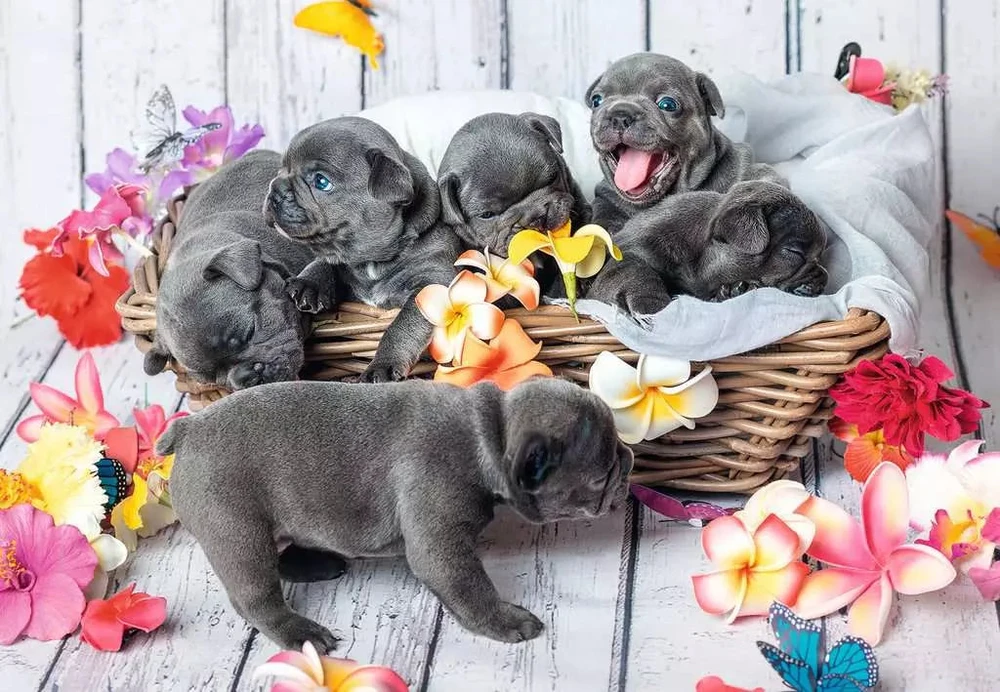Ravensburger 2 dėlionės „Mieli pūkuočiai“, 2×12 det., nuo 3 m.