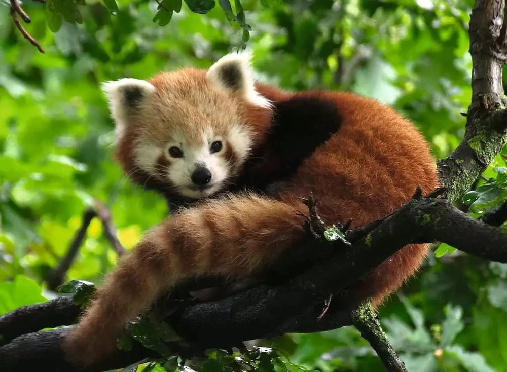 Ravensburger Dėlionė 500 vnt. - Raudonoji panda