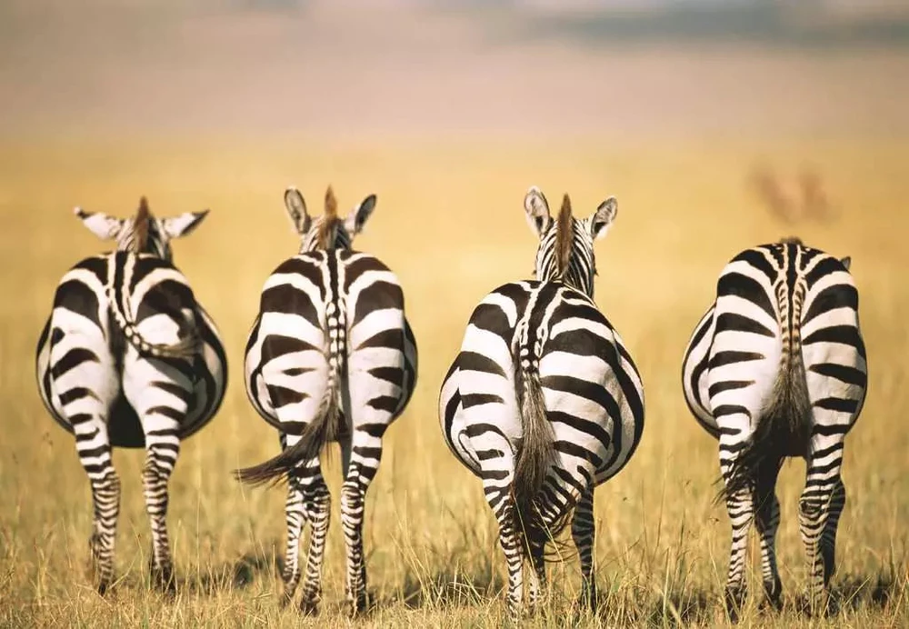 Ravensburger Dėlionė 300 vnt. - Zebrai