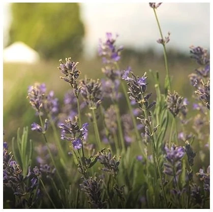 Cereria Molla 1899 Cereria Mollá Provence Lavender smilkalai 20 vnt.