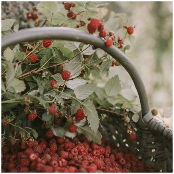 Cereria Molla 1899 Cereria Mollá Raspberry & Juodas Vanilla smilkalai 20 vnt.