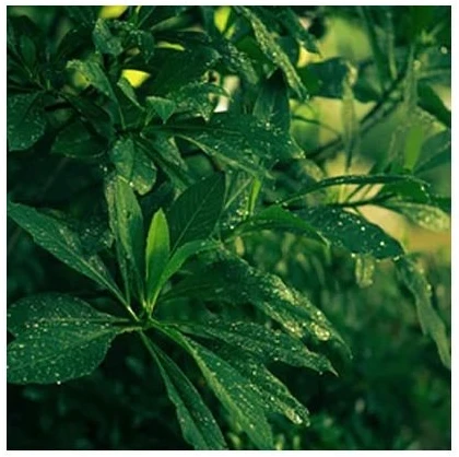 Cereria Molla 1899 Cereria Mollá Tea & Lemongrass smilkalai 20 vnt.