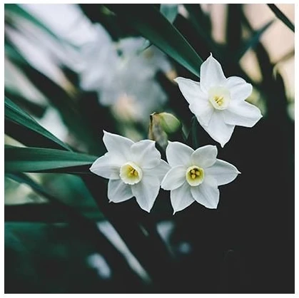 Cereria Molla 1899 Cereria Mollá Tuberose & Jasmine smilkalai 20 vnt.