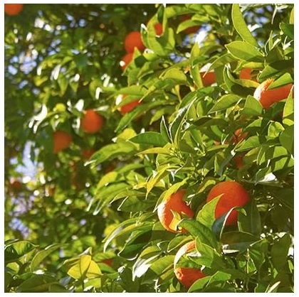 Cereria Mollá Basil & Mandarin smilkalai 20 vnt.
