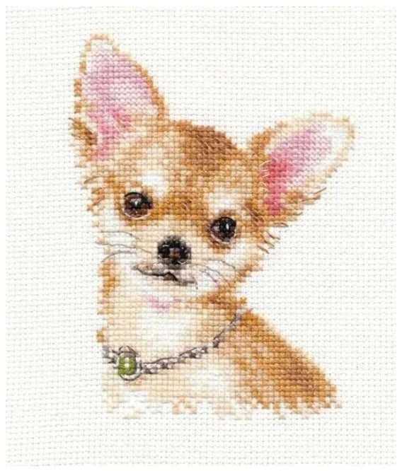Alisa Beldizart Chihuahua S1-30