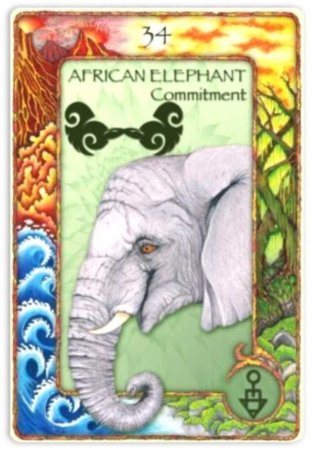 World Animal Dreaming Oracle Kortos