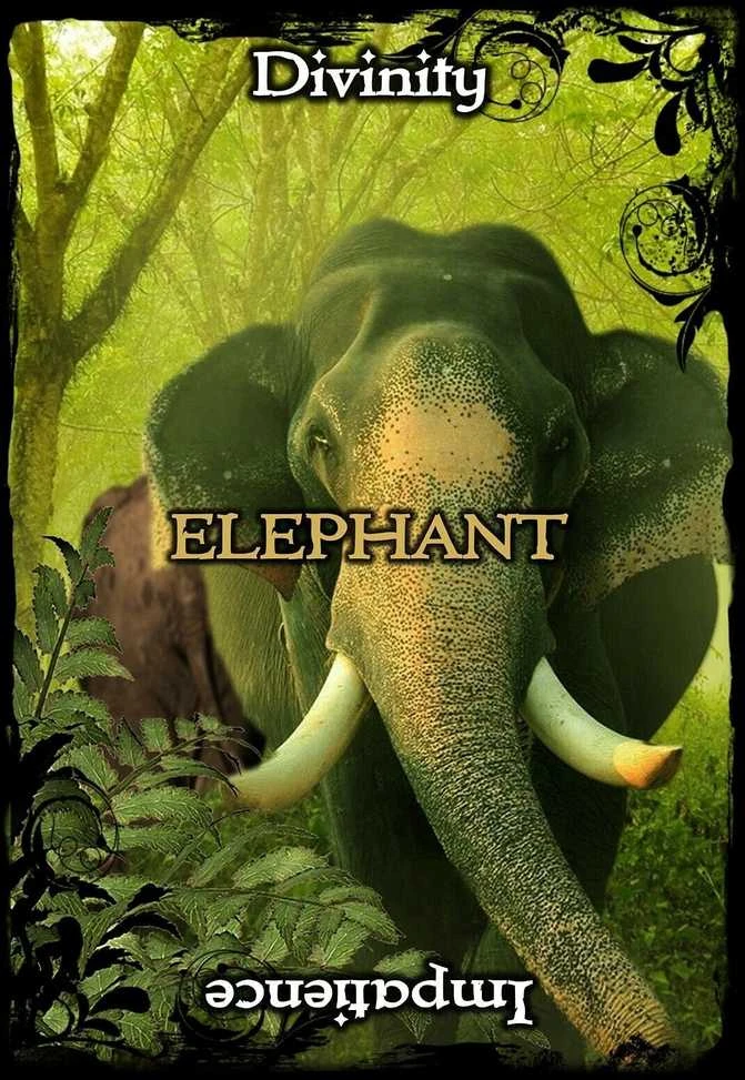 Solarus Animal Guidance And Aspects Oracle Kortos