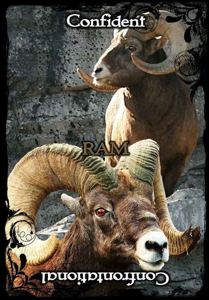 Solarus Animal Guidance And Aspects Oracle Kortos