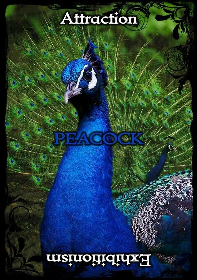 Solarus Animal Guidance And Aspects Oracle Kortos