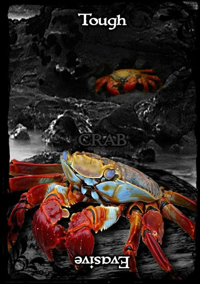 Solarus Animal Guidance And Aspects Oracle Kortos