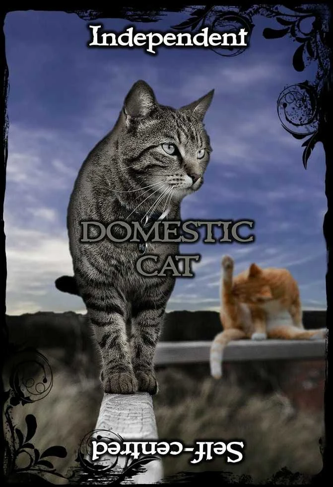 Solarus Animal Guidance And Aspects Oracle Kortos