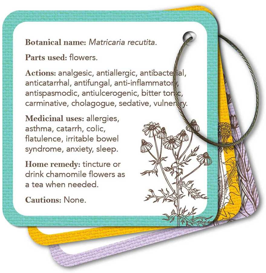 Rockpool Apothecary Flashcards Kortos