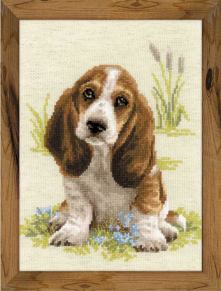 Riolis Basset Hound šuniukas 1578