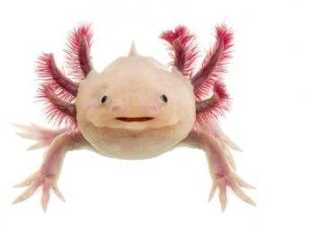 Dėlionė Hobilt Blizgantis aksolotlis squishy 8 cm – sensorinis raminantis žaislas vaikams