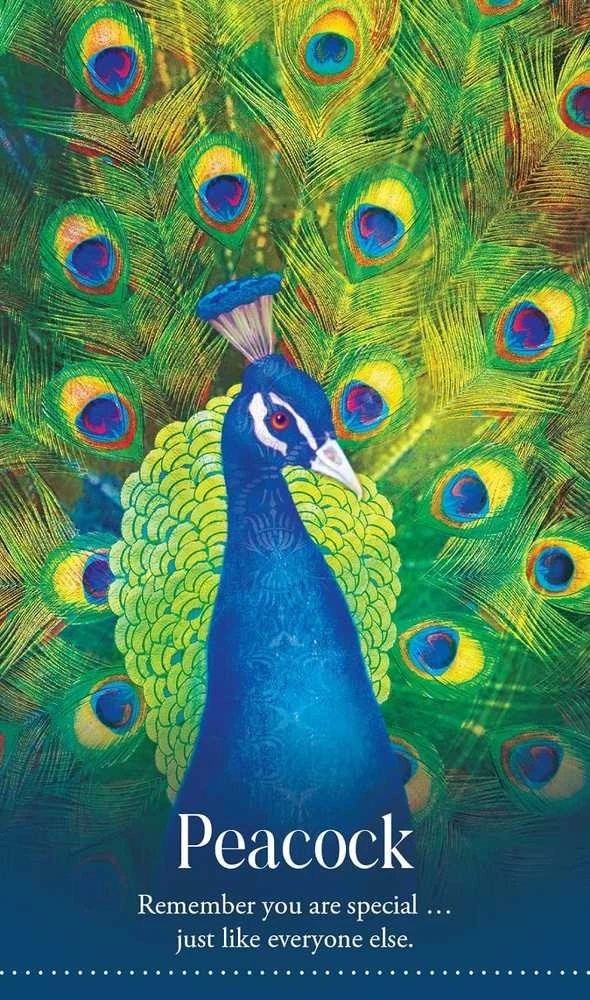 Blue Angel Mėlyna Angel Mėlyna Angel Wild Dreams Animal Oracle Kortos